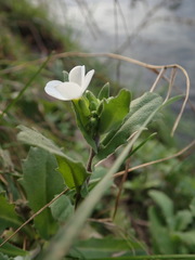 Arabis caucasica