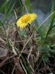 Tussilago farfara