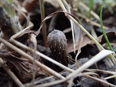 Tussilago farfara