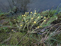 Tussilago farfara