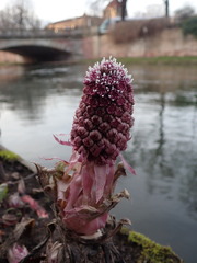 Petasites hybridus