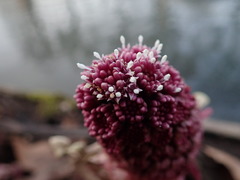 Petasites hybridus