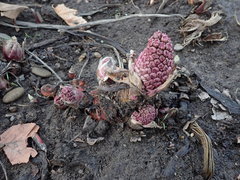 Petasites hybridus