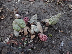 Petasites hybridus
