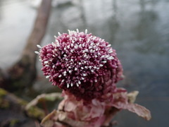 Petasites hybridus