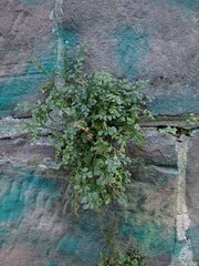 Asplenium ruta-muraria