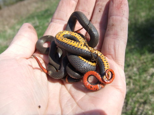 Prairie Ringneck Snake (Snakes of the Texas and Oklahoma Panhandles and ...