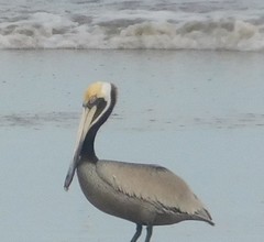 Pelecanus thagus