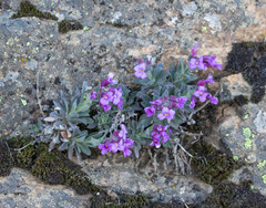 Boechera breweri breweri