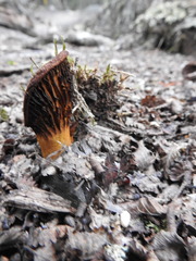 Austropaxillus statuum