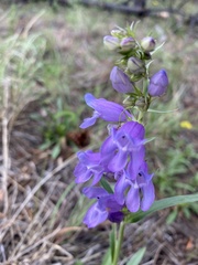 Penstemon deaveri