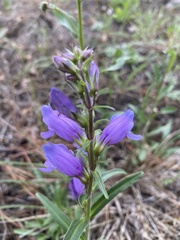 Penstemon deaveri