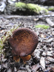 Austropaxillus statuum
