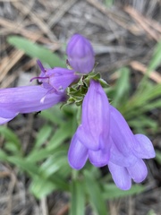 Penstemon deaveri