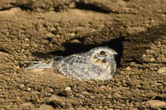 Caprimulgus longipennis