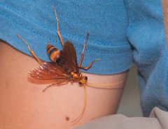 Leptodialepis nicevillei