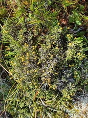 Helichrysum parvifolium