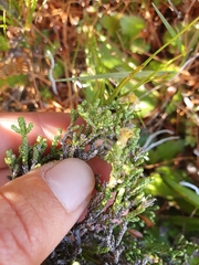 Helichrysum parvifolium