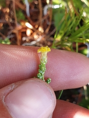 Helichrysum parvifolium