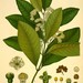 Pimenta - Photo (c) Biodiversity Heritage Library,  זכויות יוצרים חלקיות (CC BY)