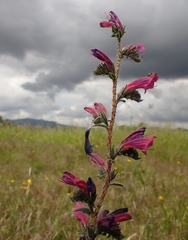 Echium tuberculatum