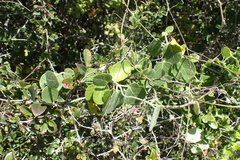 Cynanchum obtusifolium