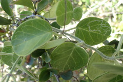 Cynanchum obtusifolium