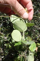 Cynanchum obtusifolium