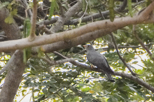 African Cuckoo (Cuculus gularis), photo 9