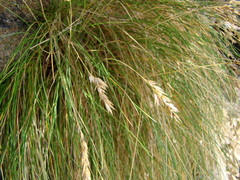 Poa astonii