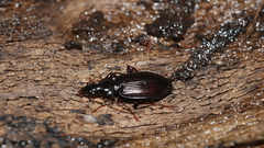 Platynus decentis