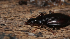 Platynus decentis