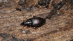 Platynus decentis