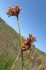 Schoenoplectus scirpoides