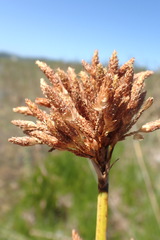 Schoenoplectus scirpoides