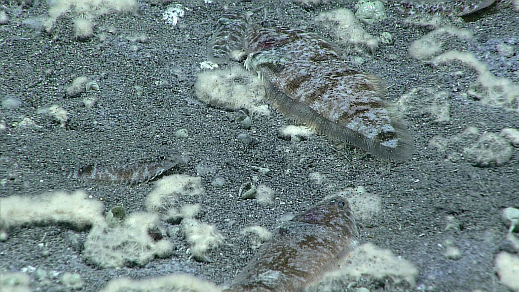 Western Pacific tonguefish