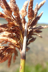 Schoenoplectus scirpoides