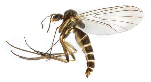 Phronia cinerascens