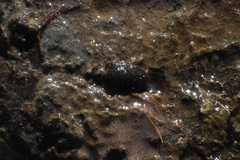 Ambrysus