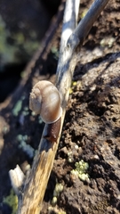 Sonorella allynsmithi