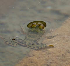 Euphlyctis cyanophlyctis