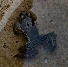 Euphlyctis cyanophlyctis