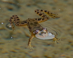 Euphlyctis cyanophlyctis