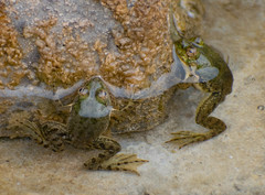 Euphlyctis cyanophlyctis