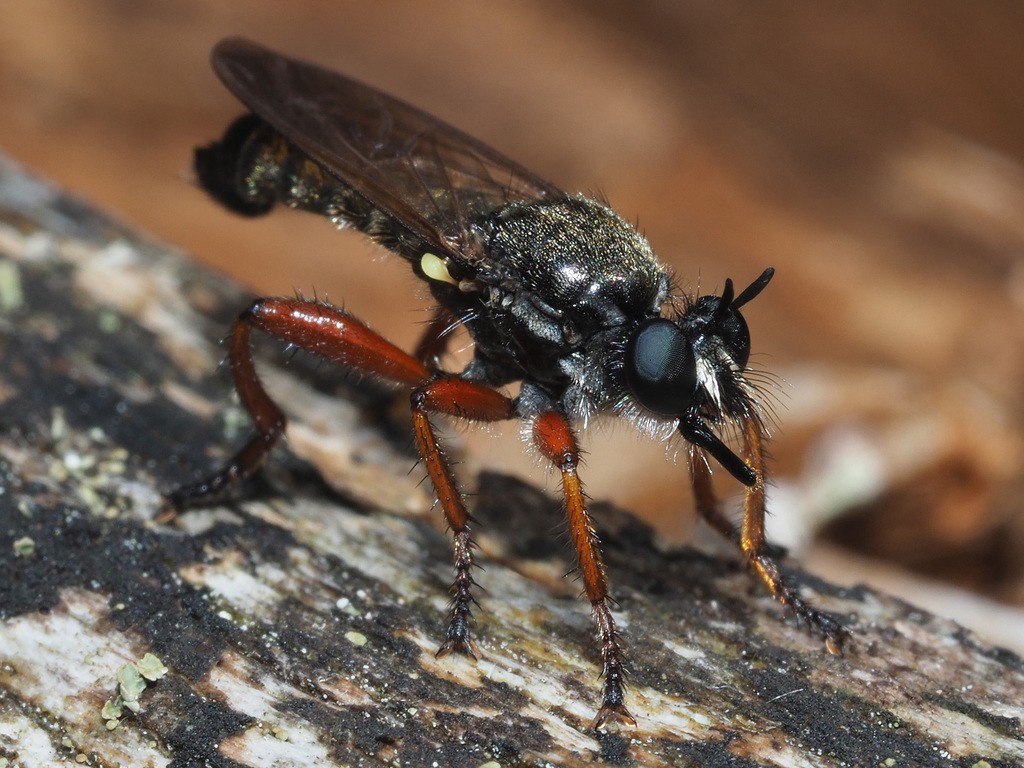 Choerades rufipes