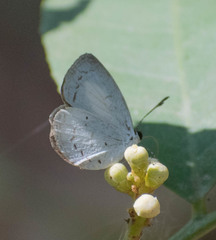 Neopithecops zalmora