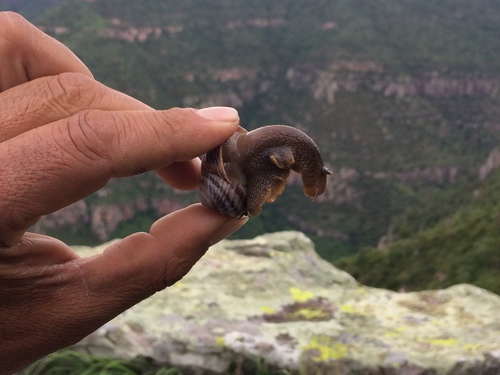 Humboldtiana durangoensis