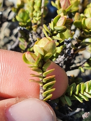 Pimelea traversii traversii
