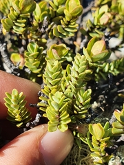 Pimelea traversii traversii