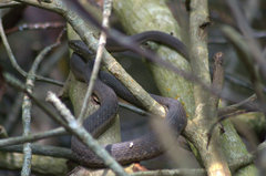 Thamnophis validus